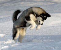/album/pes-najlepsi-priatel-cloveka/siberian-husky-wild-jpg/