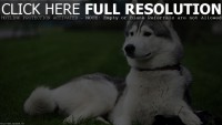 /album/pes-najlepsi-priatel-cloveka/husky-wallpaper-1-jpg/