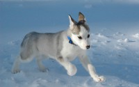 /album/pes-najlepsi-priatel-cloveka/siberian-husky-puppy-puppies-15897208-1280-800-jpg/