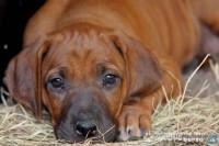 /album/pes-najlepsi-priatel-cloveka/steniatka-rodezsky-ridgeback-t1-1072509-01-thumb-5-jpg/