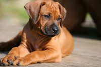 /album/pes-najlepsi-priatel-cloveka/a5dino-img-1520-0-jpg/