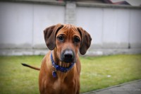 /album/pes-najlepsi-priatel-cloveka/a1360097747u7r166ig4-jpg/