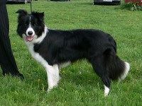 /album/pes-najlepsi-priatel-cloveka/bessitabulka-jpg/