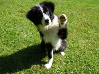 /album/pes-najlepsi-priatel-cloveka/border-koliavv-jpg/