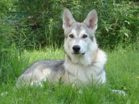 /album/pes-najlepsi-priatel-cloveka/saarloos-wolfhound-desktop-wallpaper-1024x768-jpg/