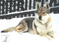/album/pes-najlepsi-priatel-cloveka/a108-2-ceskoslovensky-vlcak-jpg/